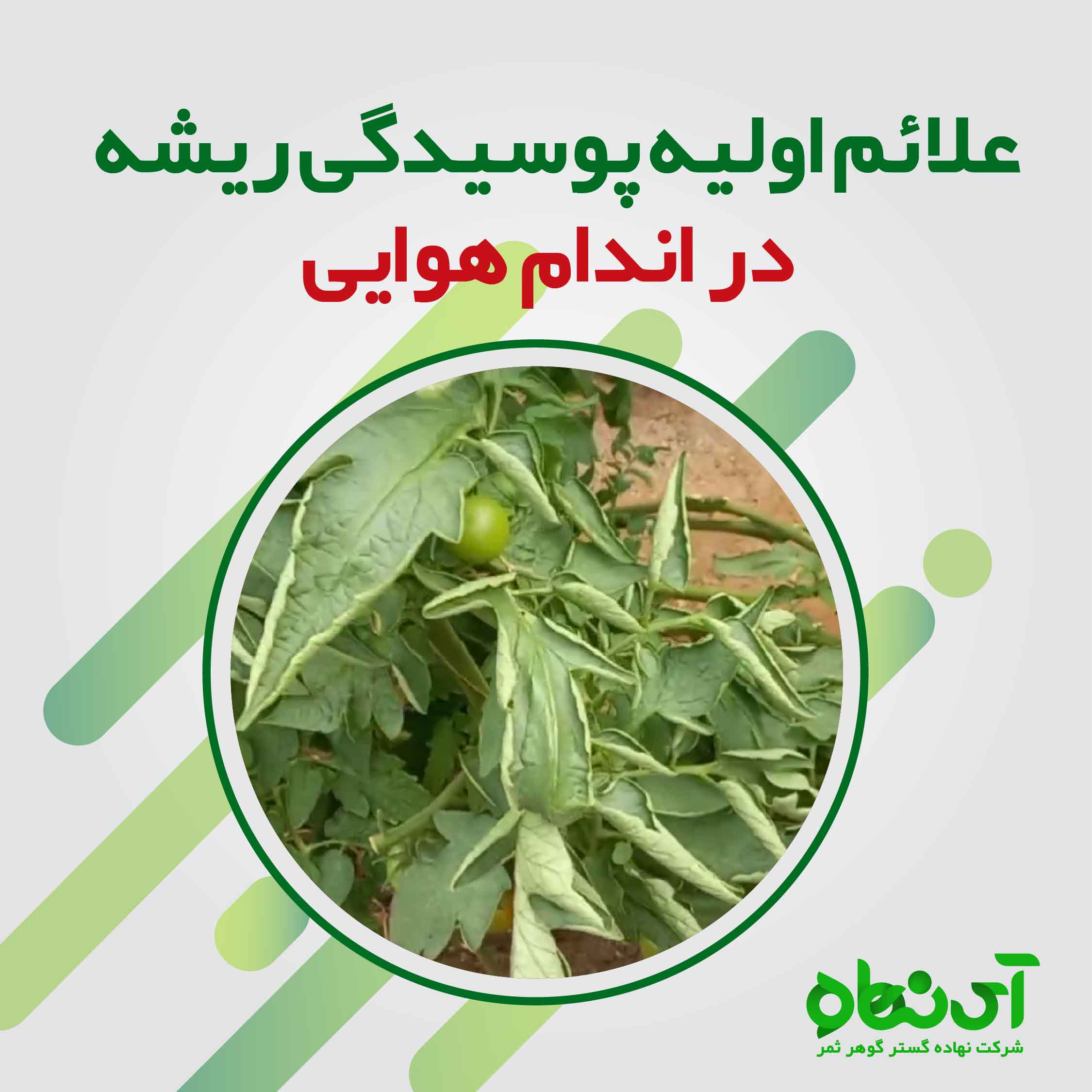 پوسیدگی ریشه و علائم اولیه در اندام هوایی گیاه گوجه فرنگی 